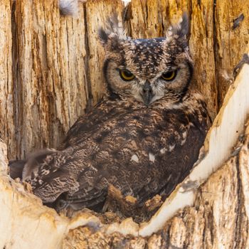 Complete name: Aves Strigiformes Strigidae Bubo Africanus