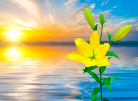 Beautiful of Yellow Lily with nature background.