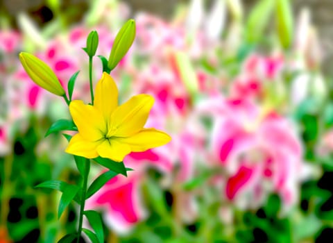 Beautiful of Yellow Lily with nature background.