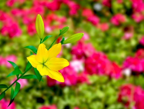 Beautiful of Yellow Lily with nature background.