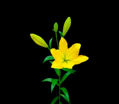 Beautiful of Yellow Lily on black background.