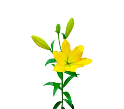 Beautiful of Yellow Lily on white background.