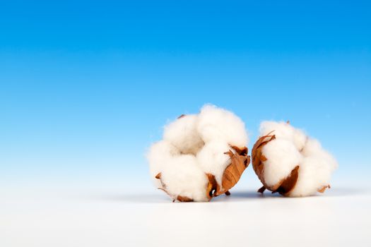 Cotton soft plant with reflection on blue background