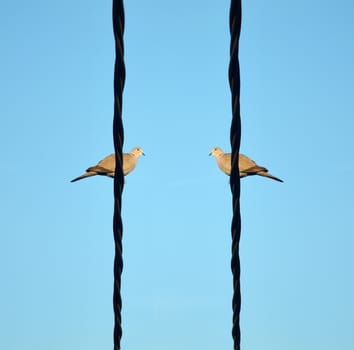 Two birds comunicating on a wire.