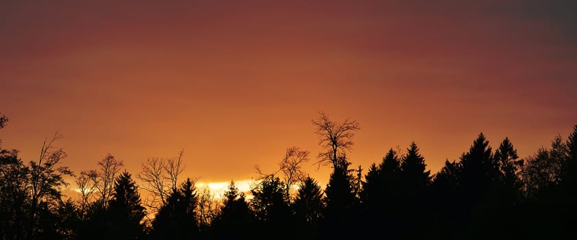 Mixed tree forest silhouette. Shot in low light.