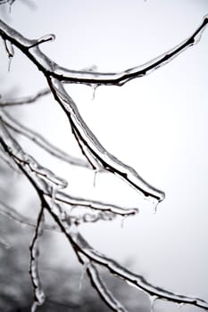 Frozen branch and buds