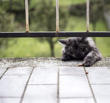 Domestic cat is stealing his snack on a balcony. His name is Fox.