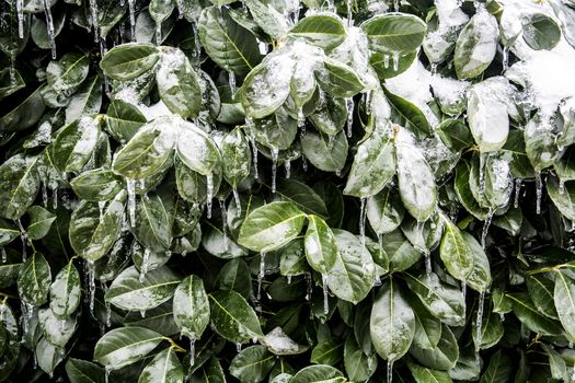 Frozen leaves on a february day