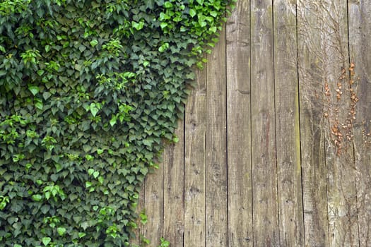 Background with ivy climbing on wood.