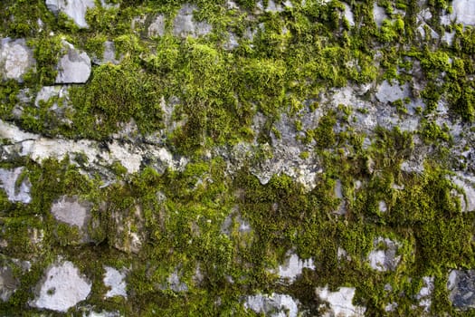 Moss texture on a wall