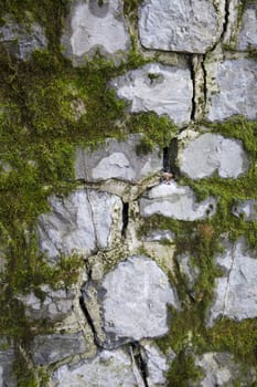 Moss texture on an old wall with a crack in the middle