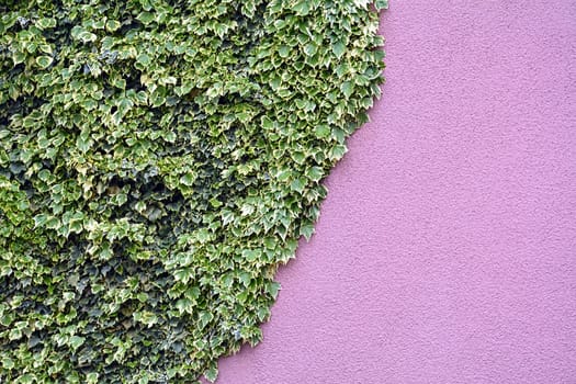 Ivy on a pink wall with green leaves.