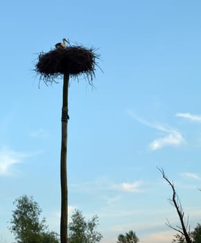 Stork taking a rest in a nest.