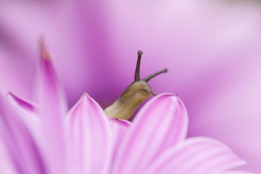 Ground snail crawling among pink petals of daisy.