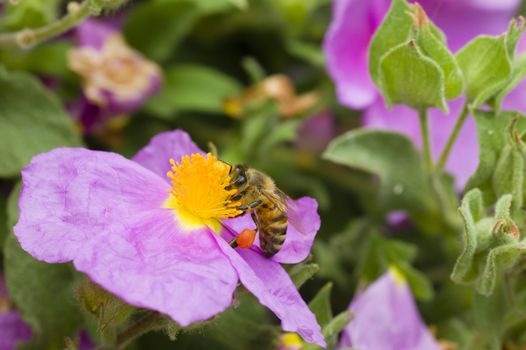Bee collecting pollen from a rock rose pink and yellow flower
