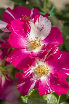 Colorful roses close up in full bloom