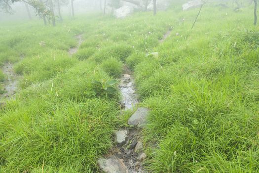 Streams flowing from the mountains. Runs through the meadows A cool, crisp morning air of the mountains.