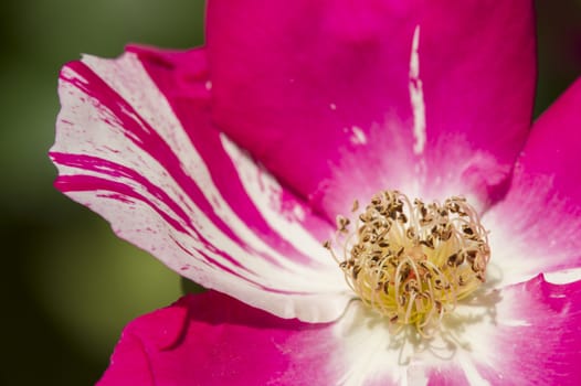 Colorful roses close up in full bloom