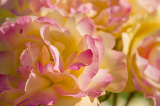 Colorful roses close up in full bloom