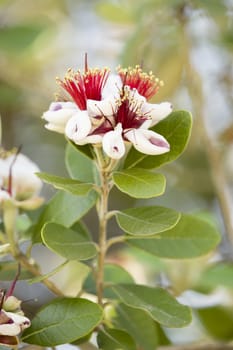 Red and white flowers on a tree with green oval leaves