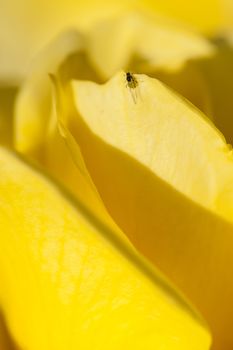 Colorful roses close up in full bloom with aphids