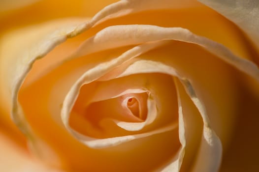 Colorful roses close up in full bloom