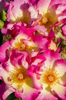 Colorful roses close up in full bloom