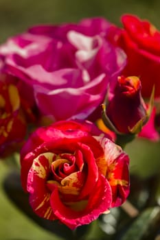 Colorful roses close up in full bloom