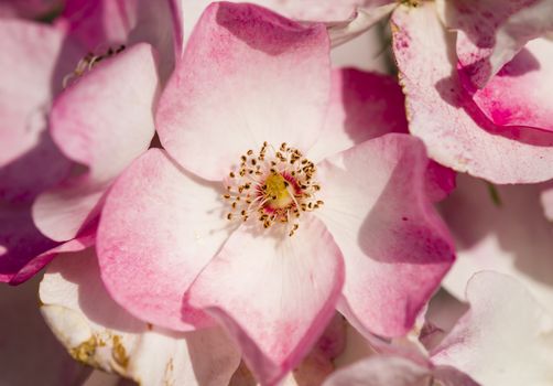 Colorful roses close up in full bloom