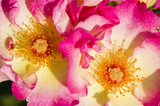Colorful roses close up in full bloom