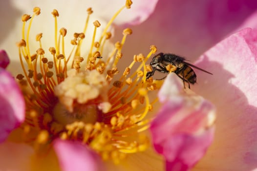 Fly collecting pollen on colorful roses close up