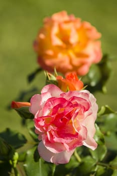 Colorful roses close up in full bloom