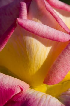 Colorful roses close up in full bloom