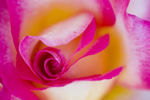 Colorful roses close up in full bloom