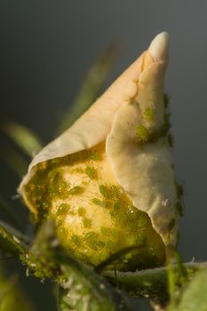 Colorful roses close up in full bloom with aphids