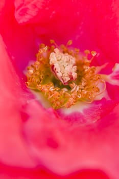 Colorful roses close up in full bloom
