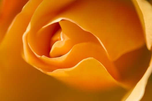 Colorful roses close up in full bloom