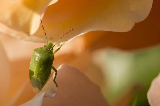 Green Shield bug on colorful roses close up in full bloom