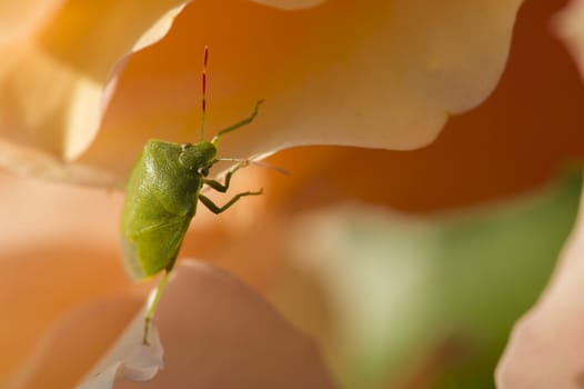 Green Shield bug on colorful roses close up in full bloom