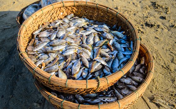 Basket of fish at Danang beach in the morning