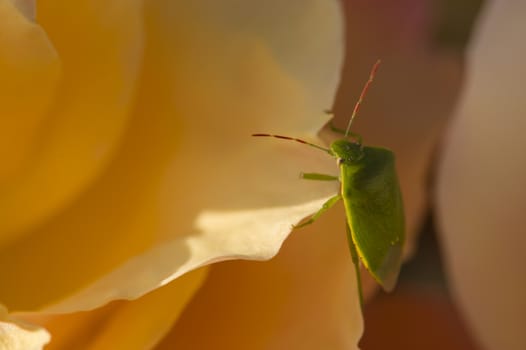Green Shield bug on colorful roses close up in full bloom