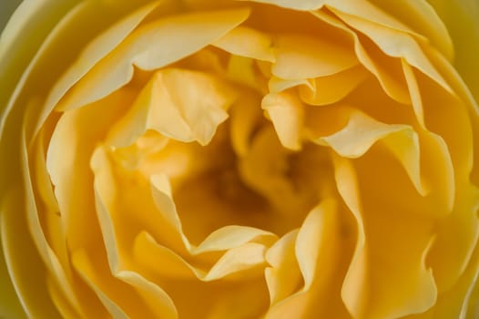 Colorful roses close up in full bloom