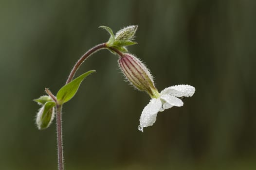 Soapwort, Saponaria, white flower on green background