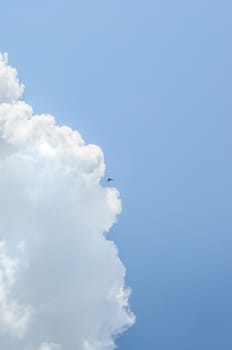 lonely small swallow in deep blue sky flying near big cloud