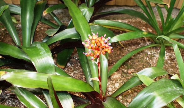 Unusual yellow flower in botanic garden in Hong Kong