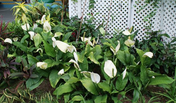 White beautiful flowers in botanic garden in Hong Kong