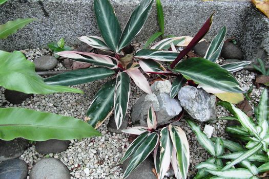 Flowers on the stones, very unusual and beautiful