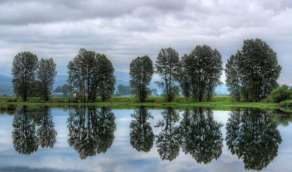 Perfect reflection of a group of trees in water