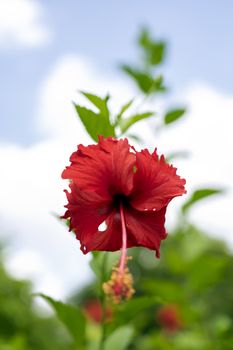 Hibiscus is a genus of flowering plants in mallow family, Malvaceae. 