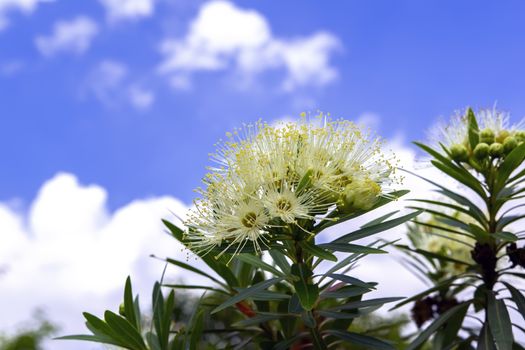 White Xanthostemon and Sky in Nong Nooch Garden, Thailand.